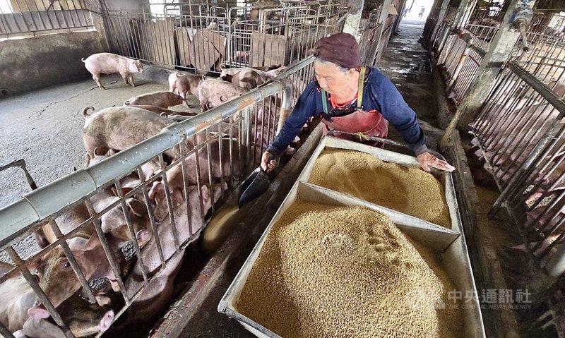 行政院院會4日通過「因應非洲豬瘟之廚餘養豬政策調整及廚餘去化」報告，規範廚餘養豬期限到民國115年12月31日止，116年起全面轉型飼料養豬。圖為高雄某養豬場豬農以飼料餵養豬群。中央社記者董俊志攝　114年12月4日