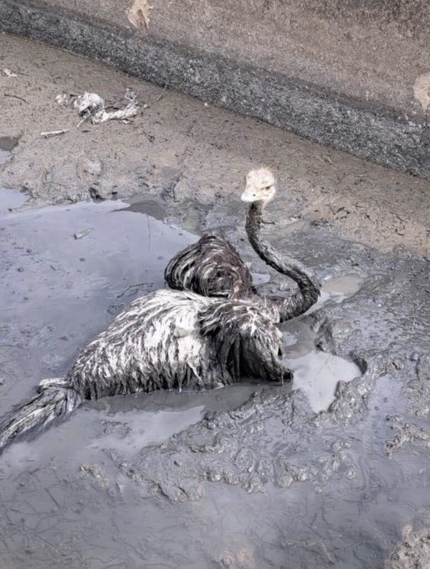 民眾3日在彰化縣伸港鄉發現有2隻鴕鳥逛大街，其中1隻4日被發現掉入大排、陷入泥濘動彈不得，警消獲報到場了解，並通知飼主處理。（彰化縣議員賴清美提供）中央社記者吳哲豪傳真　114年12月4日