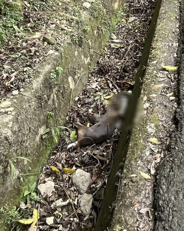 有民眾在苗126線發現一頭山羌頭部被半截寶特瓶套住，保育人員到場時，山羌已經死亡。（苗栗縣政府提供）中央社記者管瑞平傳真　114年12月4日