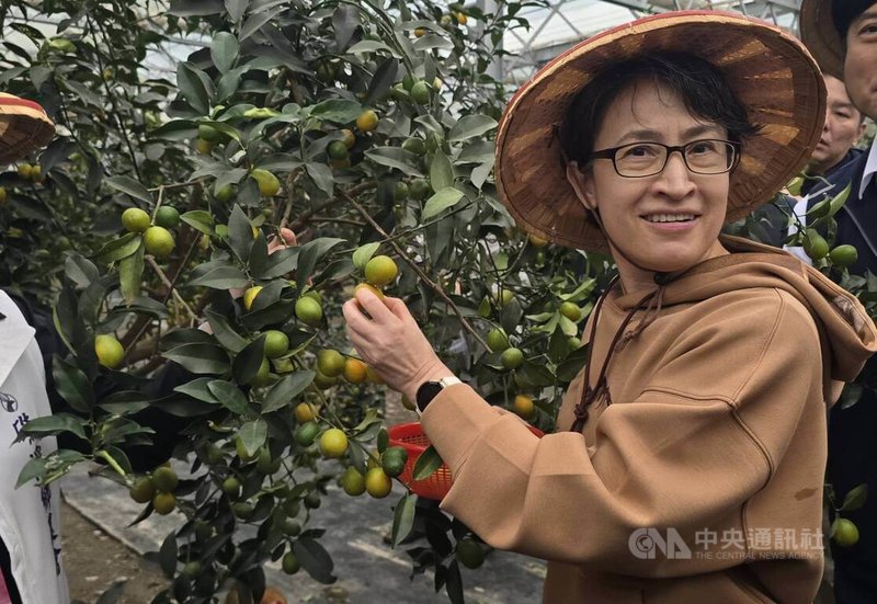 副總統蕭美琴（圖）5日到宜蘭縣視察關切金柑產業，並在農場溫室採果。中央社記者沈如峰宜蘭縣攝　114年12月5日