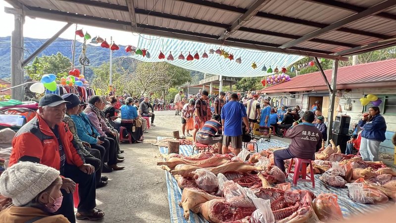 台東南橫公路利稻部落古家大女兒,原定10月底結婚因碰上非洲豬瘟,豬隻禁止移動宰殺,於是婚期延後,新郎家族6日上午帶著22頭豬前去迎親。中央社記者盧太城台東攝 114年12月6日