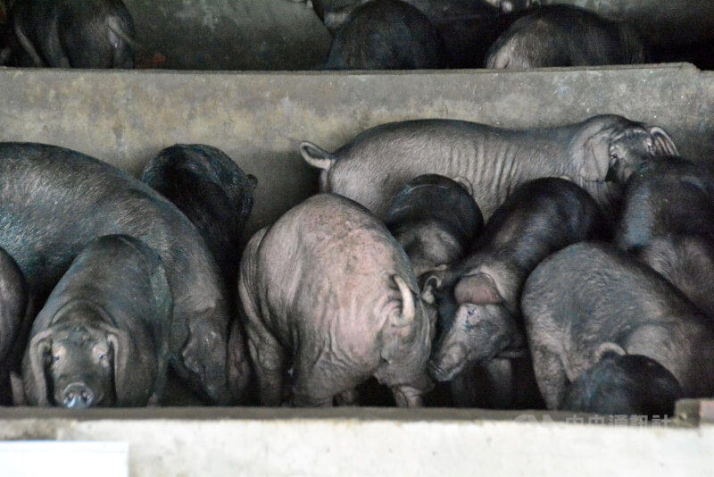 圖為台灣黑豬。（中央社檔案照片）