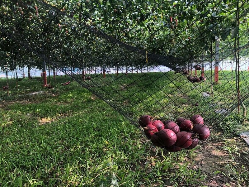 百香果是藤本植物,台灣主要的栽培品種是「台農1號」,常見的栽培方式是讓藤蔓於水平棚架生長,當果實掛果至自然成熟後,自行掉落在棚架下事先架設的吊網中,再用水盆集中撈取。(農業部提供)中央社記者汪淑芬傳真 114年12月7日