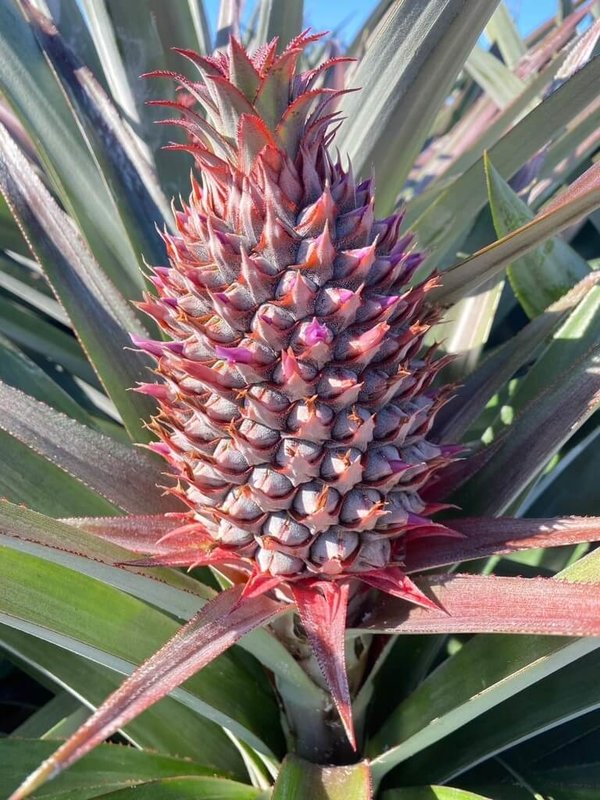 台灣是「水果王國」，各類美味水果中，有不少顛覆一般人想像的冷知識，農業部高雄區農業改良場近日揭祕，鳳梨頭其實位在果實底部，而非頂端。（農業部提供）中央社記者汪淑芬傳真 114年12月7日