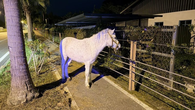 花蓮縣警察局吉安分局豐田派出所日前獲報，壽豐鄉台9線213公里處1匹白馬走上道路，員警到場時，馬匹已被有馬術經驗的自小客車駕駛引導到路邊。警方隨後通知飼主領回，並依道路交通管理處罰條例告發。（花蓮縣警察局提供）中央社記者李先鳳傳真　114年12月8日