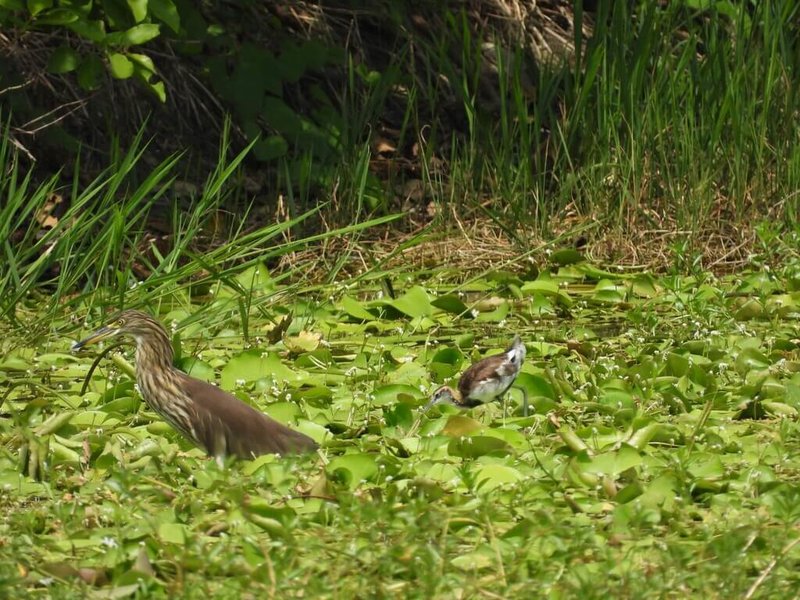 高雄洲仔濕地是位處高雄市中心少見的自然棲地，市府攜手民團將於21日舉辦嘉年華活動，帶領市民認識其自然與人文風貌。（高雄市工務局提供）中央社記者蔡孟妤傳真 114年12月9日
