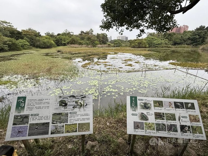 高雄市工務局公園處21日將攜手台灣濕地保護聯盟於洲仔濕地公園舉辦「洲遊蓮潭．慢遊濕地嘉年華」，以「慢遊濕地」為主題，規畫走讀、生態導覽與多元環境教育活動，歡迎民眾共襄盛舉。中央社記者董俊志攝　114年12月9日