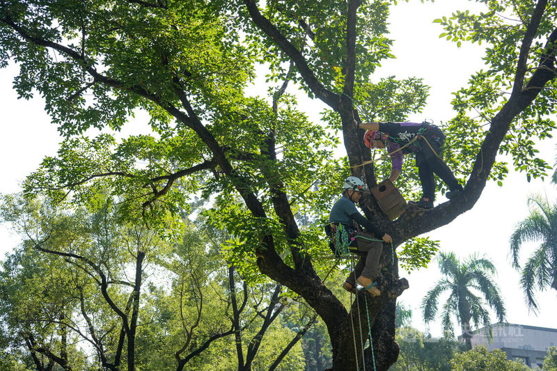 屏科大攀樹社教練及學生9日支援屏東大學自然生態觀察社,在屏大屏商校區挑選出的3棵樹木上架設巢箱,盼吸引鳥類繁殖,並進行生態監測觀察。中央社記者黃郁菁攝 114年12月9日