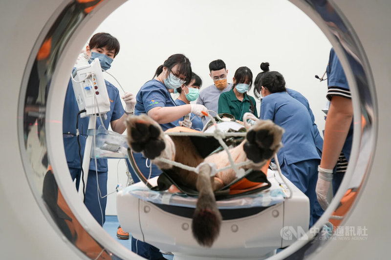 國立屏東科技大學附設獸醫教學醫院城中院區購置啟用160切全新電腦斷層掃描（CT）設備，床台可承重300公斤，9日為高雄市壽山動物園母獅布蕾檢查。中央社記者黃郁菁攝　114年12月9日