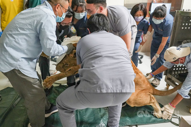 國立屏東科技大學附設獸醫教學醫院與高雄市壽山動物園醫療人員9日合作，為母非洲獅布蕾檢查，在確認麻醉發揮效用後，眾人合力抬布蕾到全新電腦斷層掃描（CT）床台。中央社記者黃郁菁攝　114年12月9日