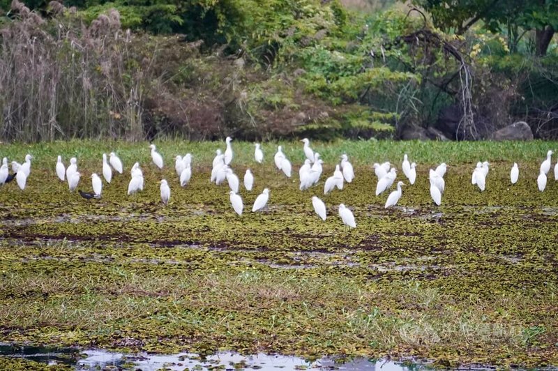 高雄市工務局公園處攜手台灣濕地保護聯盟，21日在洲仔濕地公園舉辦「洲遊蓮潭．慢遊濕地嘉年華」，以「慢遊濕地」為主題，規畫走讀、生態導覽與多元環境教育活動。圖為鳥類停駐於洲仔濕地一景。中央社記者董俊志攝　114年12月9日