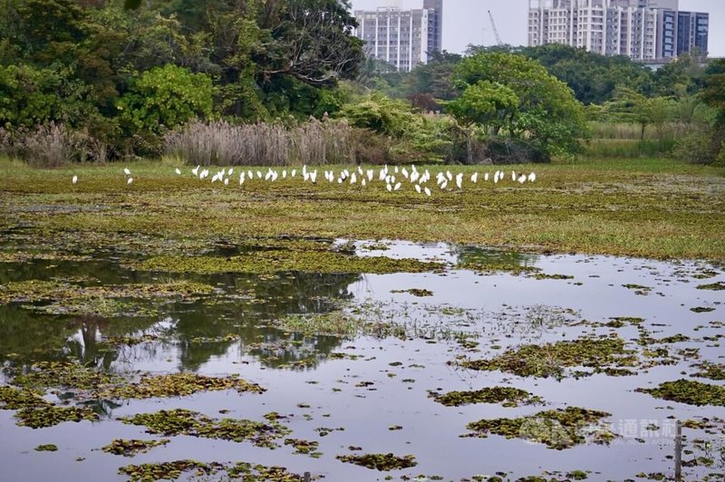 高雄市工務局說，洲仔濕地有豐富鳥類與濕地生態，同時通過濕地標章與環境教育場域認證，是候鳥遷徙重要停棲點，市府21日將於洲仔濕地公園舉辦「洲遊蓮潭．慢遊濕地嘉年華」，邀民眾慢遊自然。中央社記者董俊志攝　114年12月9日