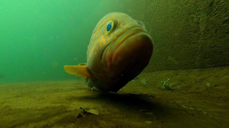 農業部水產試驗所表示，新列入研發人工培育的深海魚種包括赤石斑等，其數量原本就不多，若能人工培育成功，會比目前已可人工養殖並屬高單價的龍膽石斑價值更高。（水試所提供）中央社記者汪淑芬傳真　114年12月9日