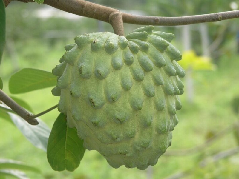 釋迦產季最近登場，農業部農糧署統計，114年產量比113年大幅回升47%，但受颱風影響，還未達以往水準。（農糧署提供）中央社記者汪淑芬傳真  114年12月10日