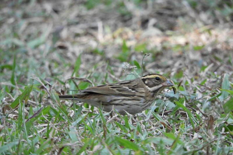 稀有候鳥黃眉鵐被發現出現在國立自然科學博物館戶外草坪，科博館10日提醒鳥友，應理性賞鳥，不要為了拍攝而干擾候鳥停棲，應守護難得的嬌客。（科博館提供）中央社記者郝雪卿傳真  114年12月10日