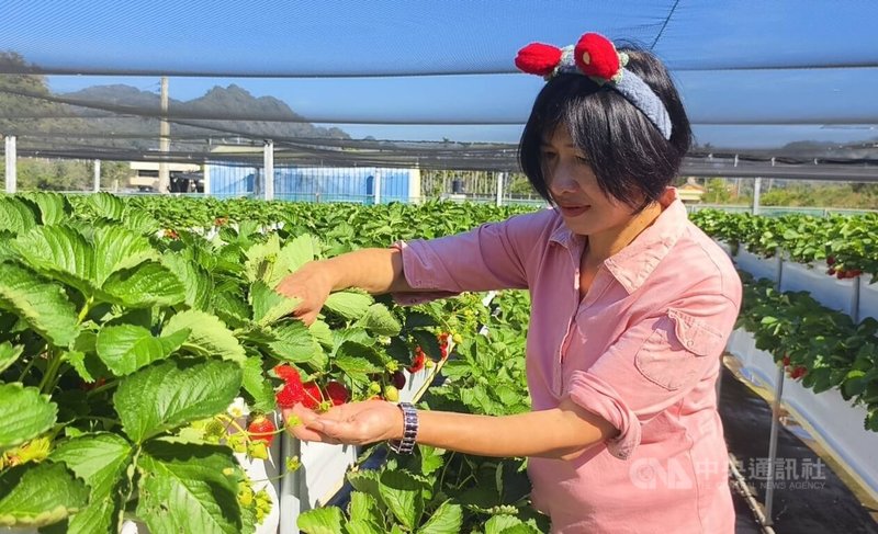 苗栗縣大湖地區農會11日表示，受氣候炎熱影響，今年草莓農普遍延後栽種，目前一期已開花，果實逐漸轉紅，一年一度的草莓季正式報到。中央社記者管瑞平攝　114年12月11日