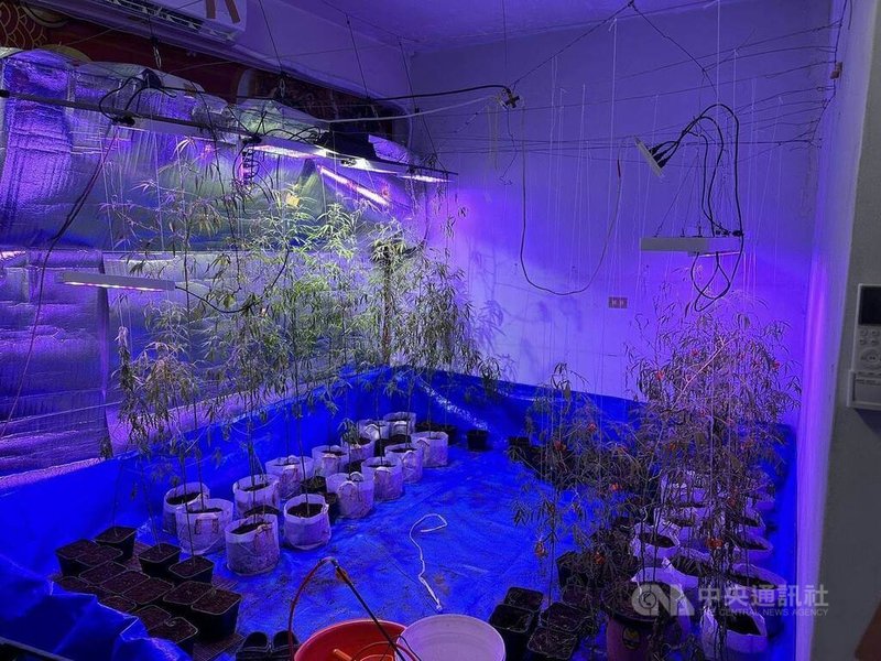 楊姓男子因積欠債務，遭債主林姓男子要求種植大麻抵債，楊男自5月起在南投租屋種植，案經警方蒐證完備後，日前至楊男的租屋處執行搜索，查獲大麻活株、大麻乾燥葉、大麻種子及大麻培植設備。（翻攝照片）中央社記者蘇木春傳真　114年12月12日