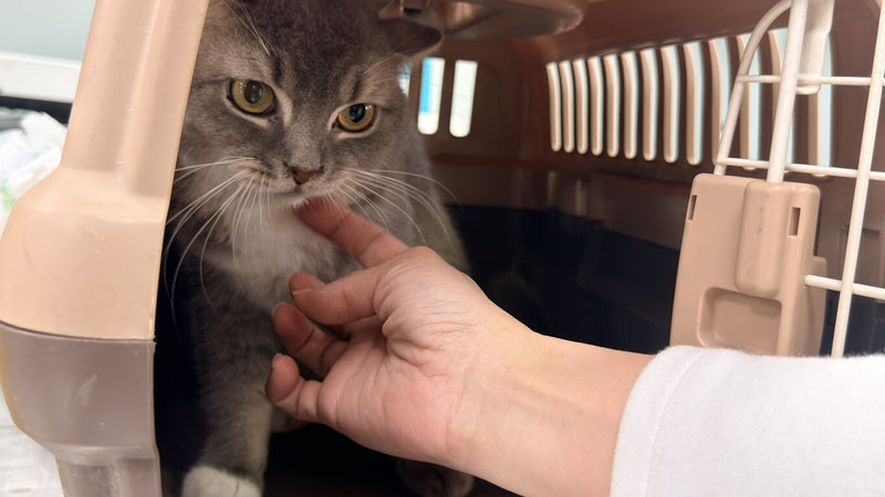 彰化市有貓園業者涉不當飼養未限期改善，41隻品種貓被彰化縣動物防疫所沒入，給予醫療及妥善照護後開放抽籤認養。12日上午第1場次開放認養6隻貓，民眾報名踴躍，有4隻貓咪成功被認養。（民眾提供）中央社記者鄭維真傳真　114年12月12日