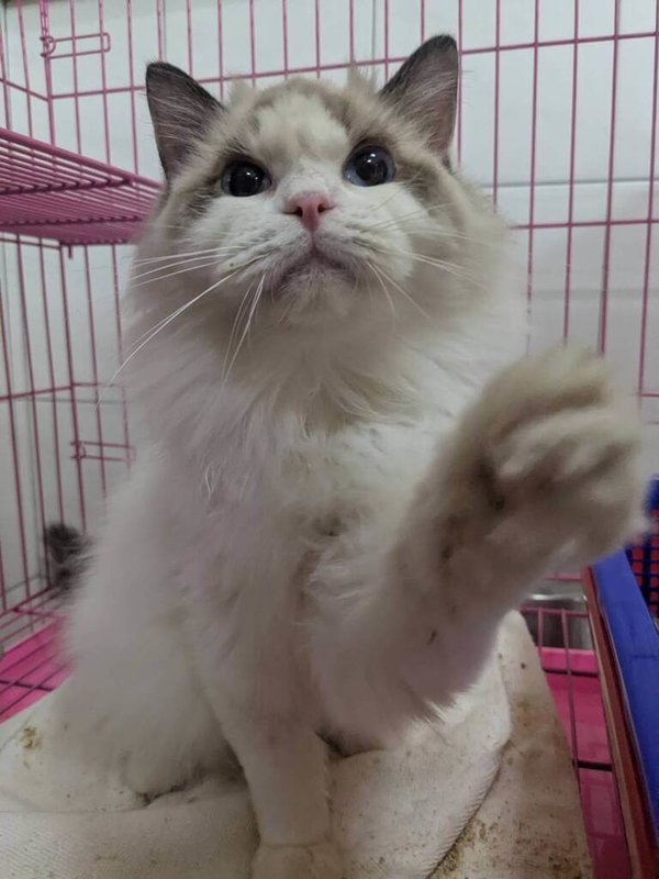 新竹縣動物保護防疫所查獲非法繁殖業者，沒入29隻品種貓，19日將舉辦「溫暖聖誕－貓貓相伴」認養活動，僅限年滿18歲、設籍或居住於新竹縣的縣民優先，每人限領養1隻。（新竹縣動保所提供）中央社記者魯鋼駿傳真　114年12月12日