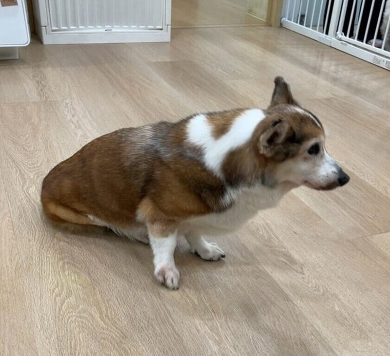 某飼主涉虐待自家15歲柯基犬並把影像貼在社群平台，台北市動保處獲報稽查先帶離柯基犬安置，並把犬隻送至動物醫院檢查是否受傷，初判飼主涉違反動物保護法，將通知到案說明釐清案情。（動保處提供）中央社記者劉建邦傳真　114年12月12日