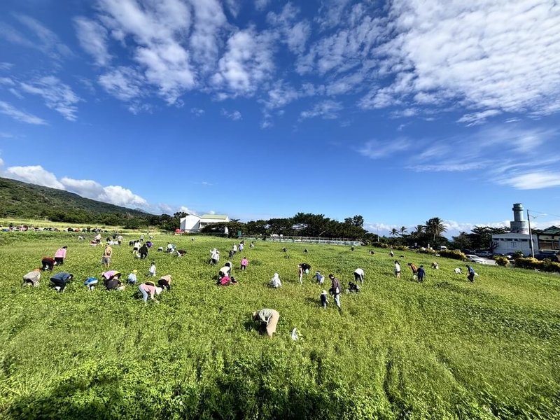 台東縣成功鎮農會今年改以種植蘿蔔活化農地，13日並邀請民眾體驗拔蘿蔔，吸引逾400名民眾參與。（成功鎮農會提供）中央社記者盧太城台東傳真　114年12月13日