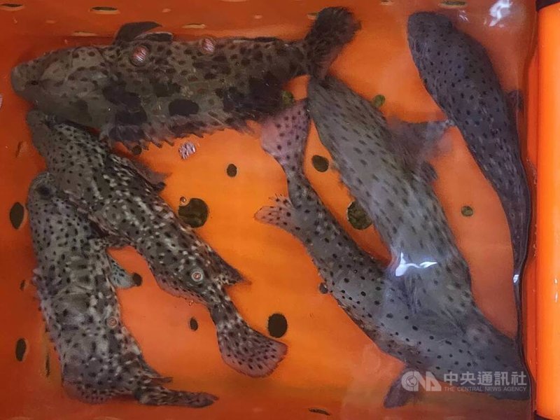 澎湖陳姓漁民近日配合潮汐前往馬公近岸海域垂釣，收獲滿滿，包括玳瑁石斑魚，還有平時極少釣到、俗稱「來麻」的馬拉巴石斑，直言太幸運。中央社　114年12月14日