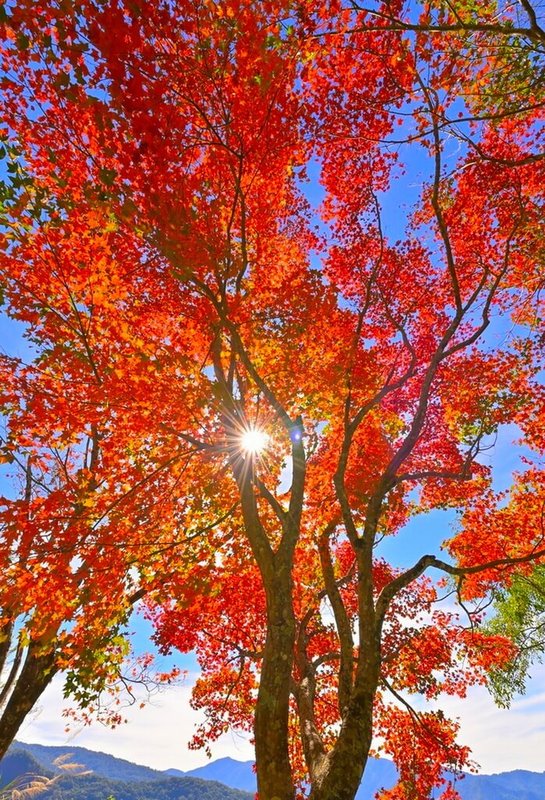 阿里山12月楓紅，阿里山公路（台18線）從十字路段一直上到塔塔加的路上，處處楓紅非常美麗。圖為阿里山公路79k處。（黃源明提供）中央社記者蔡智明傳真 114年12月14日