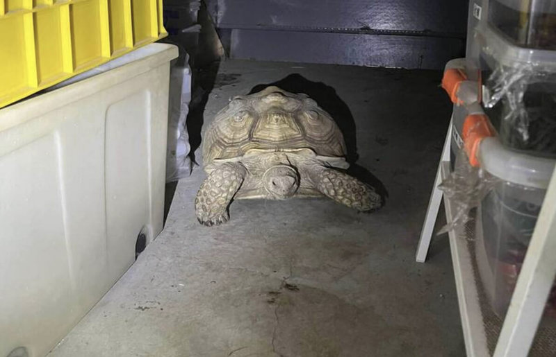彰化市有民眾發現飼養的巨型蘇卡達陸龜從家中花園走失，急著在臉書貼文請網友協尋，不過14日聽到家中倉庫傳出撞牆的聲響，打開倉庫門後發現陸龜就在裡面。（民眾提供）中央社記者吳哲豪傳真　114年12月15日