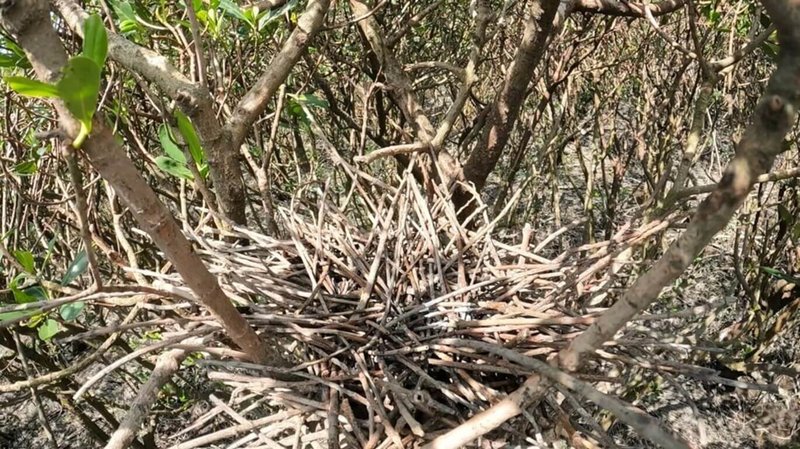 台北市動保處15日表示，北市已確認正式完成外來種埃及聖䴉清零，成為全台首座達成該項防治目標的縣市，具體展現中央與地方跨機關合作及系統性防治成果。圖為埃及聖䴉以樹枝建立的巢穴，已不見鳥隻或鳥蛋。（台北市動保處提供）中央社記者黃麗芸傳真　114年12月15日