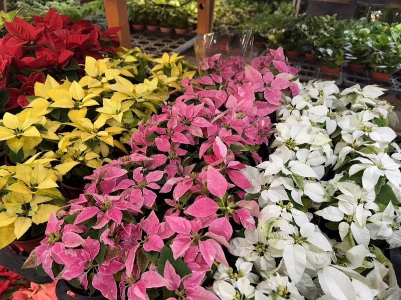 為讓民眾感受到過節氛圍，台北花卉公司在台北花市內設置耶誕紅專區，品種包含基本的紅色，另有數量較少的白色、粉色等。（花卉公司提供）中央社記者劉建邦傳真　114年12月16日