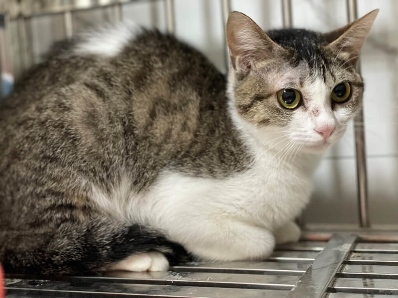 台北市動物保護處表示，1名女子涉虐待動物，依動保法開罰，警方依同法函送檢方偵辦。動保處安置1犬9貓並把女子列為禁止認養的黑名單。圖為此案被安置約7個月大的貓。（動保處提供）中央社記者劉建邦傳真　114年12月17日