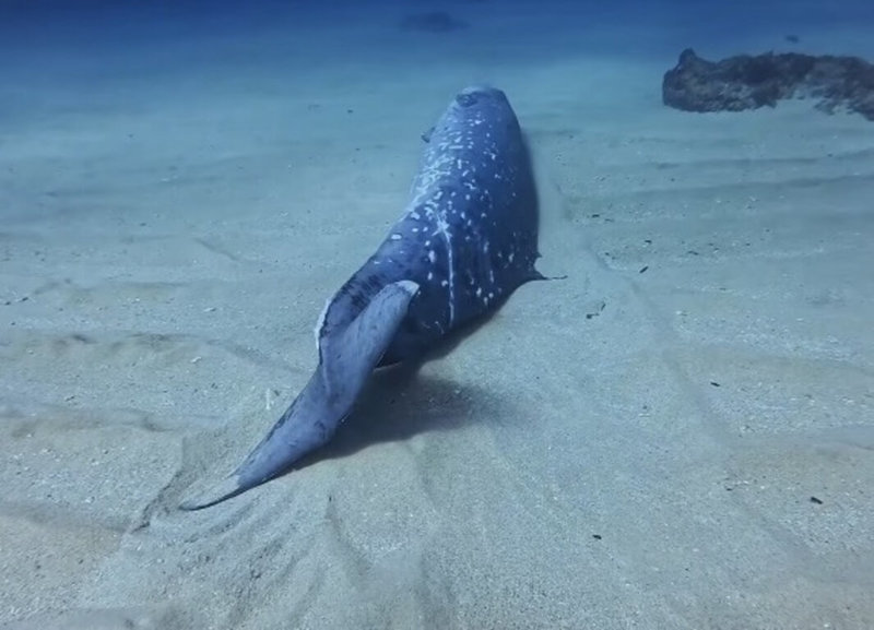 一名潛水教練16日在小琉球發現一隻死亡鯨豚，經海洋保育署等單位檢視影像，初步判斷為喙鯨科物種，身長約4公尺，死亡原因不明。（潛水教練「宣宣」提供）中央社記者張已亷傳真　114年12月17日