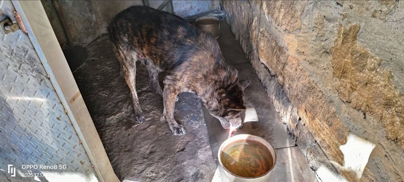 一輛汽車日前在新北市三重區路口迴轉時撞到一隻黑狗，黑狗被捲入車底後又被車後輪輾壓，駕駛全程未下車直接駛離，畫面流出後引發熱議。新北市動保處獲報後在事發地附近尋獲受傷黑狗，已要求飼主盡速將犬隻送醫檢查。（新北市動保處提供）中央社記者曹亞沿傳真　114年12月18日