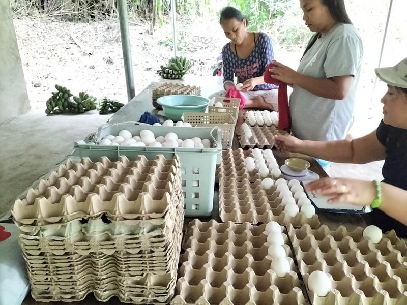 菲律賓家扶中心在塔爾火山危險半徑7公里高風險區域內一座村莊,建成大型雞舍,近日進駐800隻蛋雞,協助村民在災後復原。圖為村民包裝雞蛋準備出售。(菲律賓家扶中心提供)中央社記者林行健馬尼拉傳真 114年12月19日