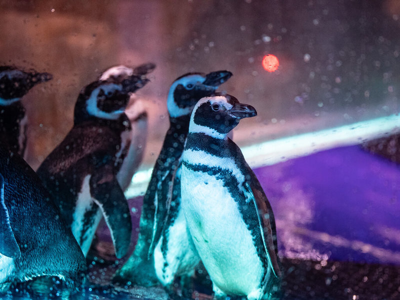 農曆新年將至，台中海洋館日前安排獸醫師團隊為館內麥哲倫企鵝進行年終健檢，歷經20小時禁食的企鵝們在隔離區候診。（台中海洋館提供）中央社記者趙麗妍傳真　114年12月19日