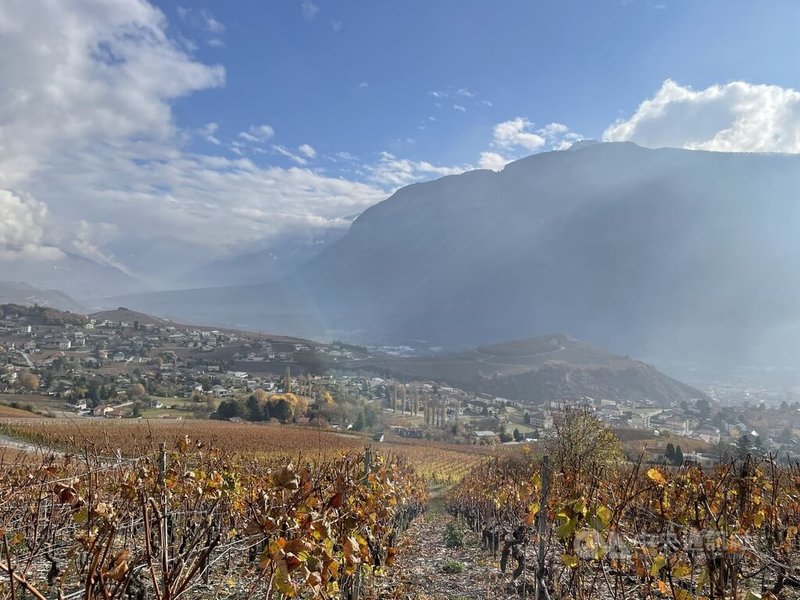 瑞士的葡萄酒製酒文化與餐飲發展、節慶與地方發展相連，具有文化與社會功能。維護酒業不再僅是保護農業，而是保護在地文化。圖為秋日瑞士瓦萊州酒莊。中央社記者郭芳君瓦來州攝　114年12月19日