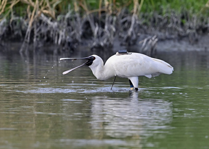 台東市太平溪下游目前進行疏濬工程,雖然工程吵雜,但溪流中卻有1隻黑面琵鷺不受影響,用扁平嘴喙在水面擺動,尋找水中魚蝦,吸引鳥友注意;原來是2年前在韓國繫放編號「12E」的黑面琵鷺。(莊姓鳥友提供)中央社記者盧太城台東傳真 114年12月19日