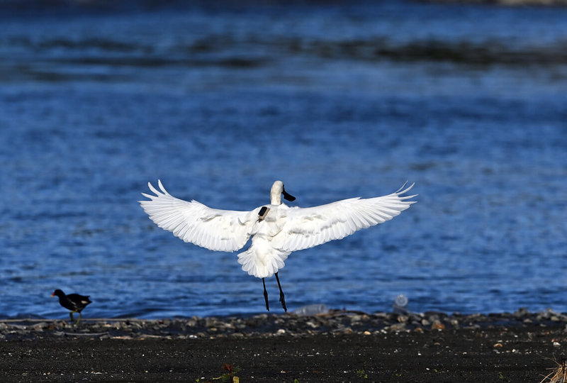 2年前在韓國繫放編號「12E」的黑面琵鷺,近日出現在台東市太平溪出海口,背著發報器飛越1700公里,展現驚人飛行能力。(莊姓鳥友提供)中央社記者盧太城台東傳真 114年12月19日