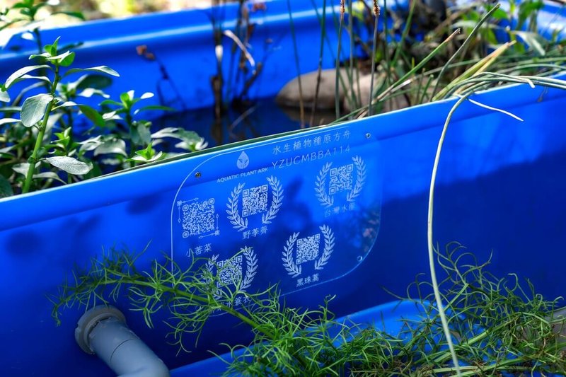 元智大學19日表示，水生植物種原方舟計畫的學習歷程涵蓋水生植物認識、復育工程規劃等，復育盆中栽植小莕菜、野荸薺、台灣水龍、黑珠蒿及柳葉水蓑衣等瀕危水生植物。（校方提供）中央社記者葉臻傳真　114年12月19日