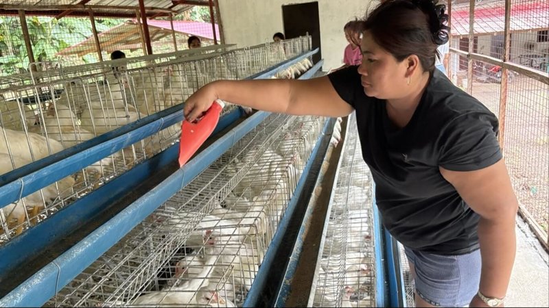 菲律賓家扶中心在塔爾火山危險半徑7公里高風險區域內一座村莊，建成大型雞舍，近日進駐800隻蛋雞，協助村民在災後復原。圖為村民照料雞隻。（菲律賓家扶中心提供）中央社記者林行健馬尼拉傳真　114年12月19日