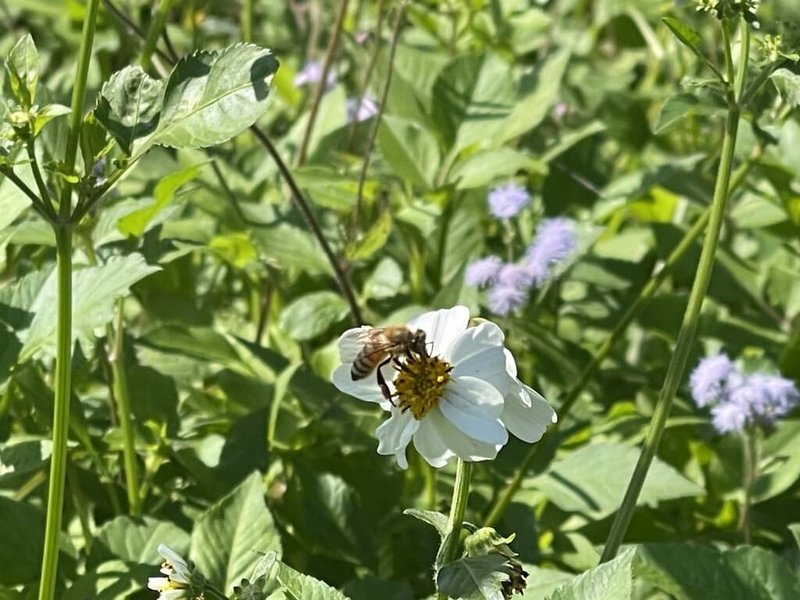 農業部農業藥物試驗所2010年成立符合優良操作規範的GLP（Good Laboratory Practice）實驗室，提供具公信力的毒理試驗服務，也是目前全台唯一可驗蜜蜂毒性的單位。（農藥所提供）中央社記者汪淑芬傳真　114年12月22日