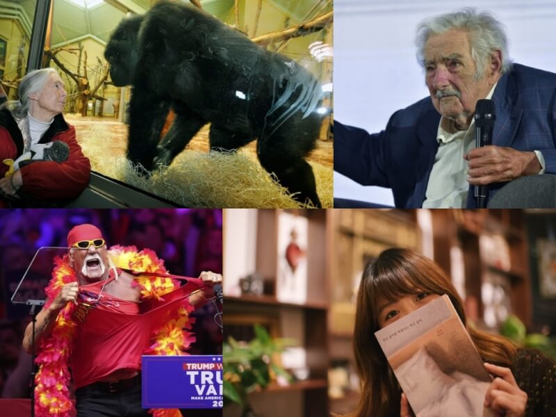 圖為珍古德（左上）、穆西卡（右上）、浩克霍根（左下）與白世熙（右下）。（美聯社、路透社、美聯社、韓國器官捐贈機構網頁koda1458.kr）