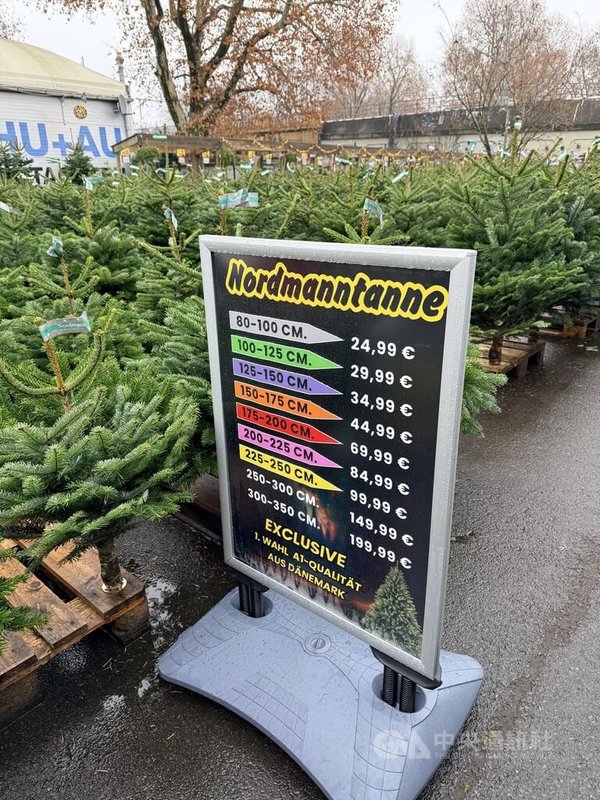 柏林園藝賣場販售的丹麥諾德曼養殖冷杉，依高度分級標示價格，樹越高大售價越貴。中央社記者林尚縈柏林攝　114年12月23日
