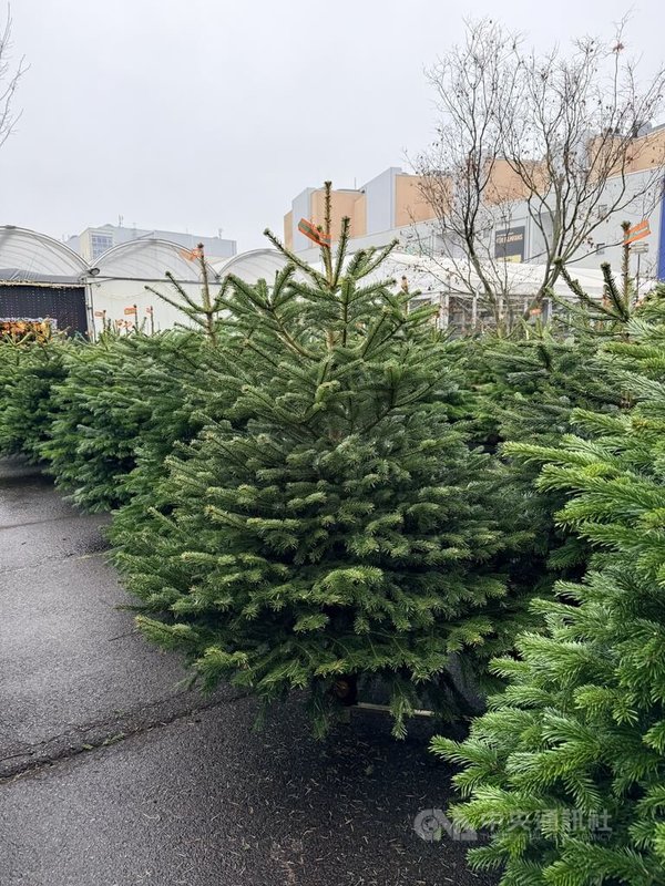 因富香氣、少掉葉，諾德曼冷杉為最受德國歡迎的聖誕樹品種，近年市場上，卻越來越難找到左右對稱、枝葉茂密，符合傳統歐洲人審美的聖誕樹。圖為柏林一處販售諾德曼冷杉的植物賣場。中央社記者林尚縈柏林攝　114年12月23日