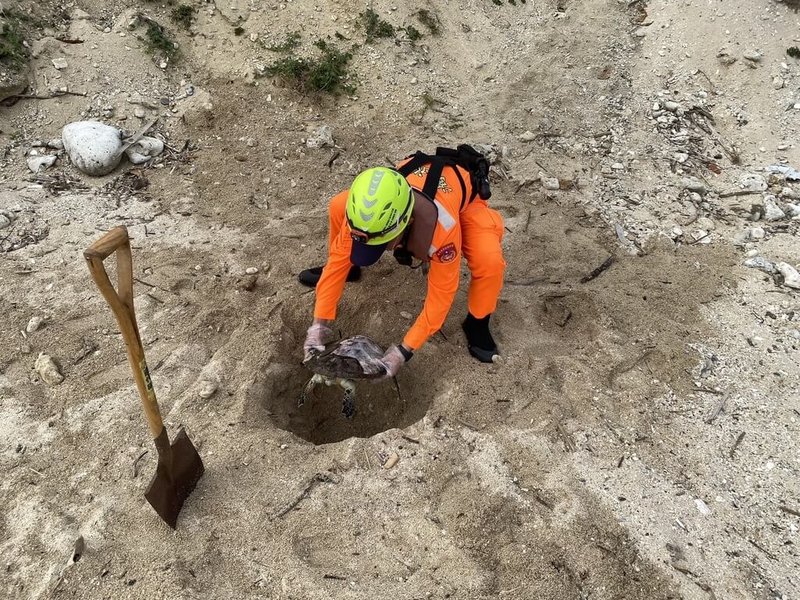 屏東小琉球花瓶岩附近24日發現一隻死亡海龜，經海洋保育類野生動物救援組織網（MARN）判斷，個體為玳瑁青少龜死亡擱淺，因屍體腐敗已無學術價值，交由海巡人員現地掩埋。（海洋保育署提供）中央社記者張已亷傳真　114年12月24日