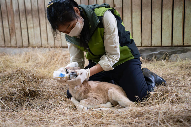 台北市立動物園表示，日前在自然繁殖下誕生的極度瀕危物種弓角羚羊寶寶，在母親慌張未育幼下由保育員哺育，且須從嘴巴側邊餵奶，才能激發弓角羚羊寶寶展現類似咀嚼的擠奶動作來喝奶。（台北市立動物園提供）中央社記者楊淑閔傳真　114年12月24日