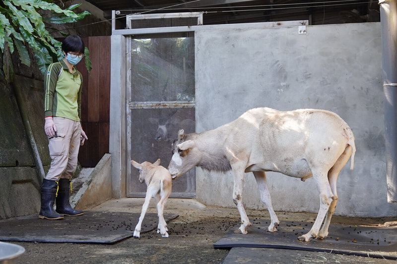 台北市立動物園表示，由人工哺育的小弓角羚羊在保育員帶領下，已能到戶外曬太陽，與其他成羊打招呼互動交流。（台北市立動物園提供）中央社記者楊淑閔傳真　114年12月24日