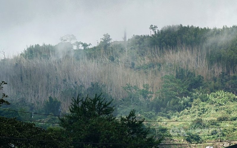 嘉義縣阿里山鄉長高瑞芳24日指出，阿里山除7月間受豪雨重創，這幾年地方特產「轎篙筍」染病枯死（圖），對鄉民經濟造成嚴重影響，因此公所與鄉民代表會協商普發現金，並由代表會提案，24日通過將普發鄉民新台幣6000元天災救濟金。中央社記者蔡智明攝　114年12月24日