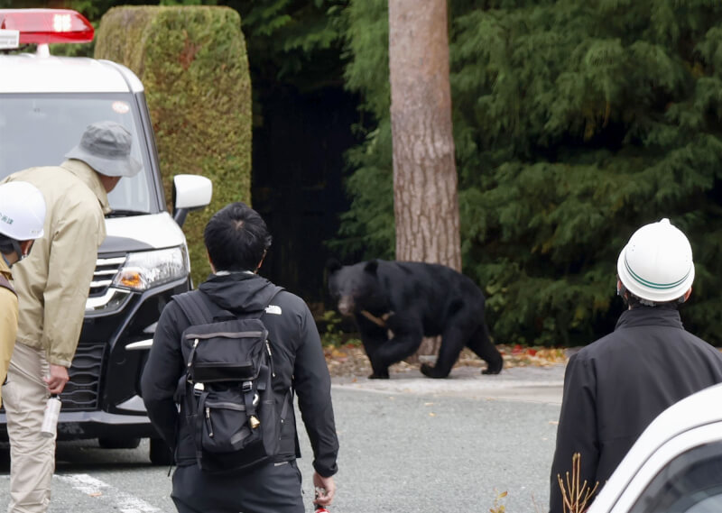 日本熊災促熊肉料理爆紅，經營野味的餐廳應接不暇。圖為今年10月一隻熊出現在盛岡市。（共同社）