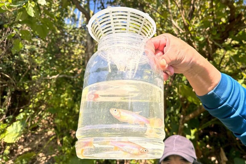 只能在淺水生活、被列為二級保育類物種的「台灣白魚」曾消失半世紀，農業部農村發展及水土保持署透過生態工法，在僅存少量的區域，協助社區改善棲地，已見魚隻數量回升。（農村水保署提供）中央社記者汪淑芬傳真  114年12月25日